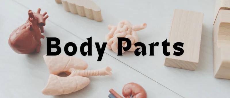 Body parts in french featured image