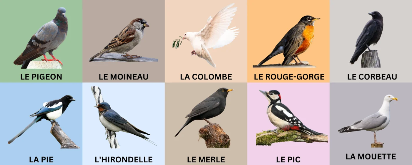 50+ Bird Names In French: Learn French Vocabulary