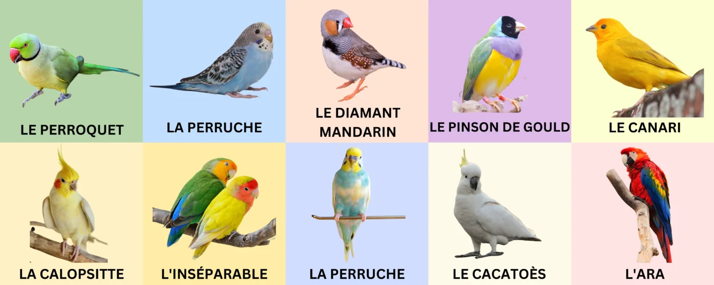 Common Pet Birds