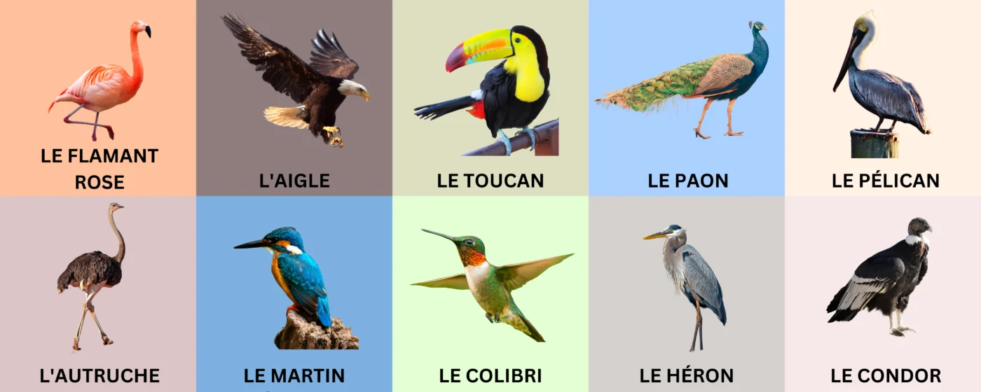 Wild/Exotic Birds in French