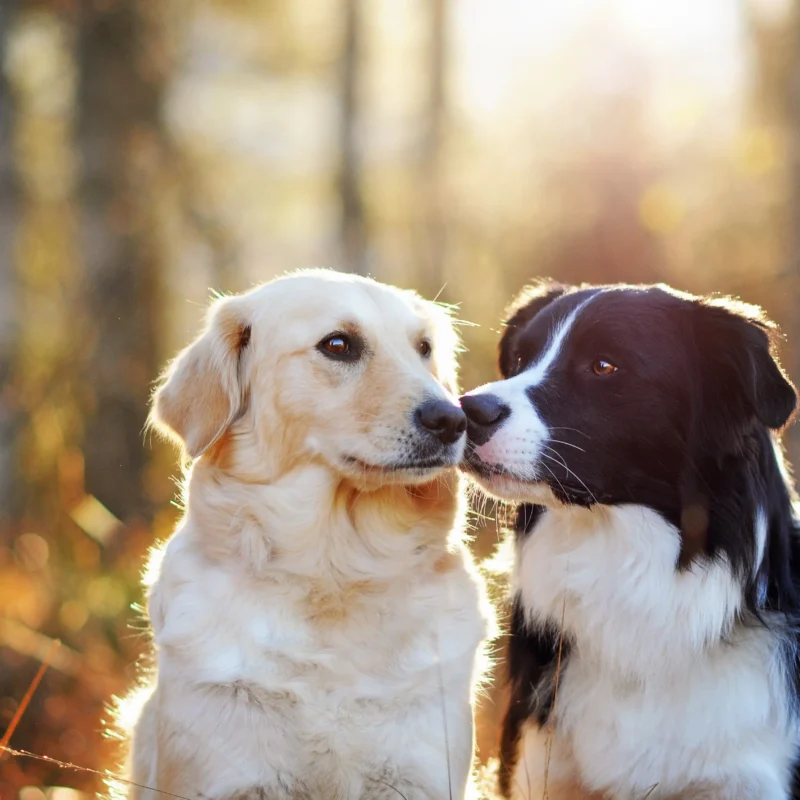 Historical Ban on Kissing in Stations